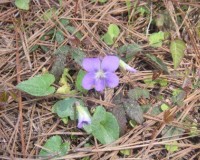 viola papilionacea 1.jpg